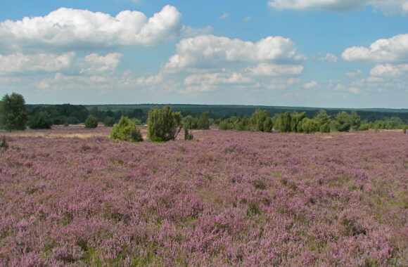 Lüneburger Heide
