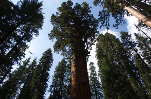 Sequoia National Park